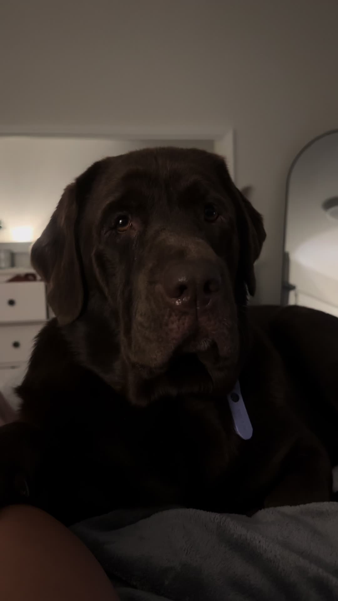 @the_lab_millie
