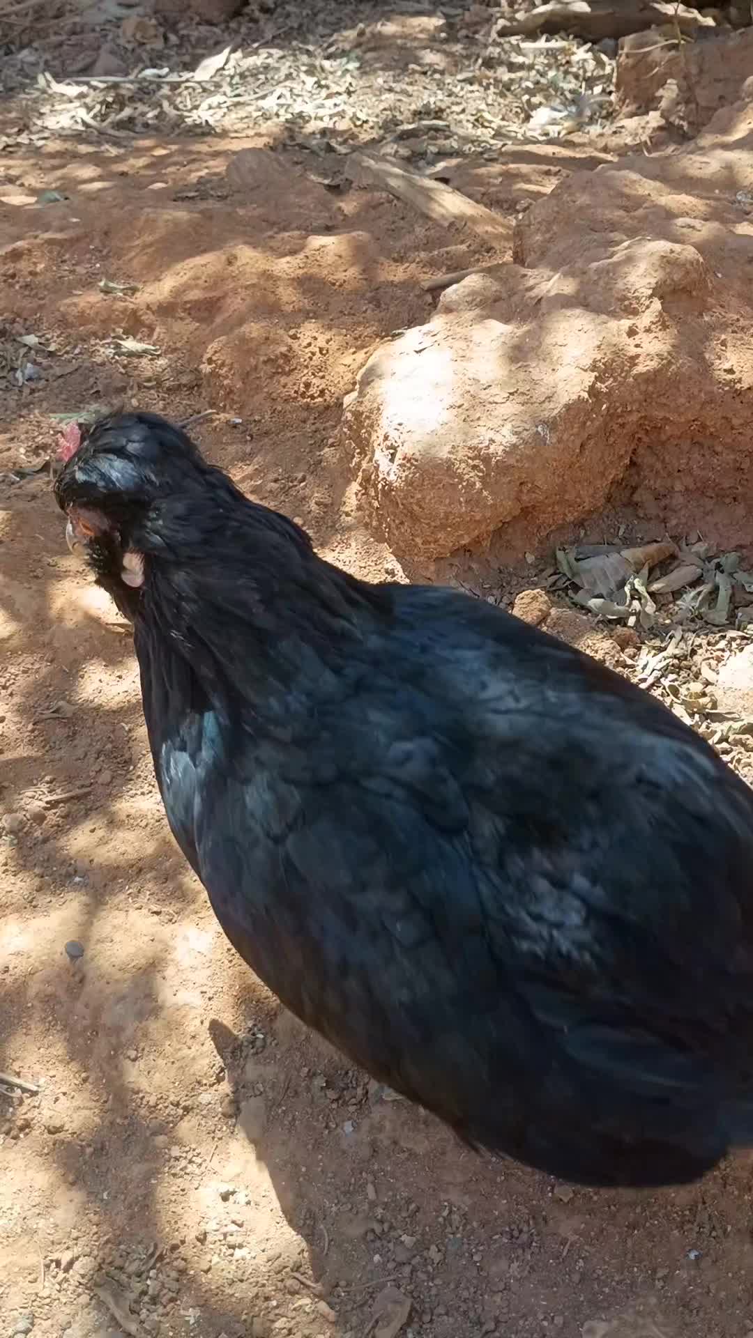 @🐔CRIAT&Oacute;RIO MZ🐓