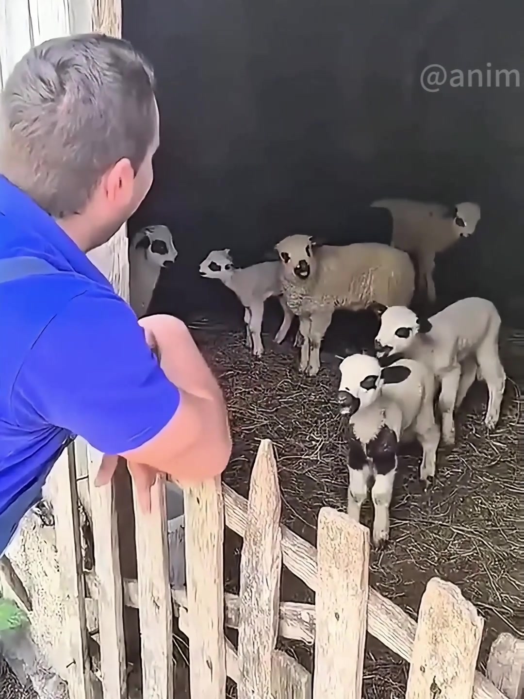 @petpro69