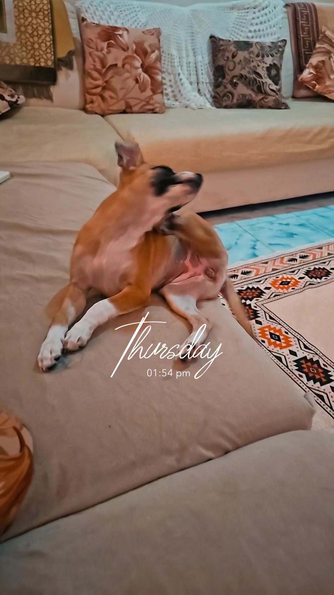 @꧁•⚜️𝚁𝚊𝚖𝚣𝚒⚜️•꧂