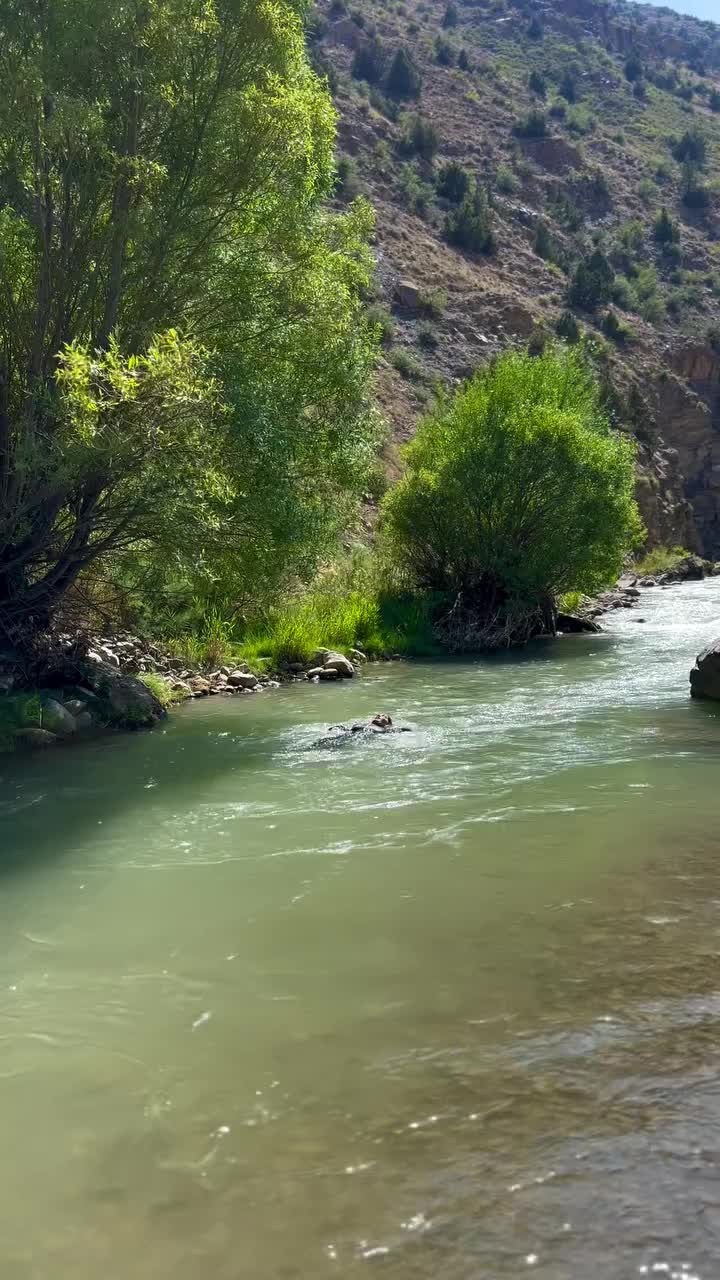 @amera.83.0