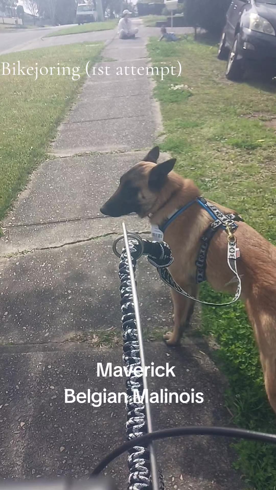 @Canine Conditioning