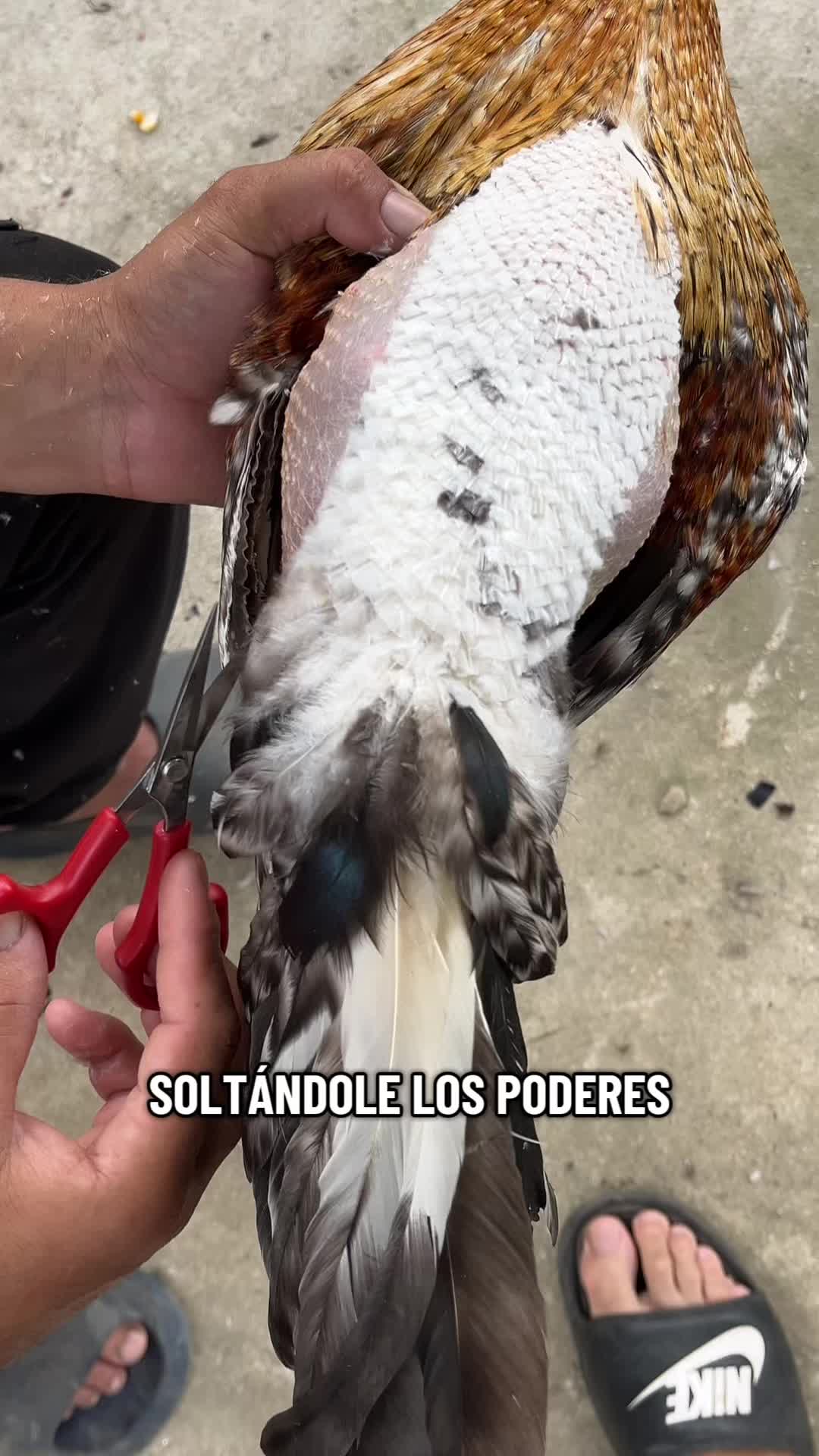 @galloslosrodriguez69
