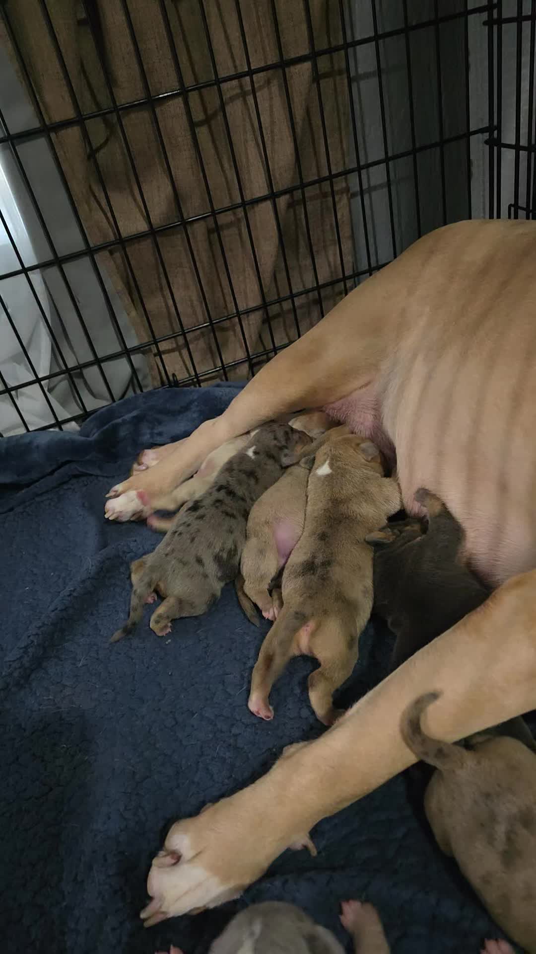 @Hera_The_Bully