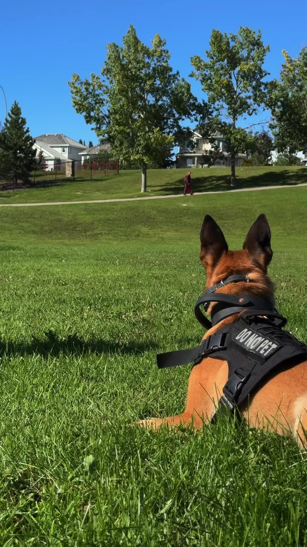 @Noble K9