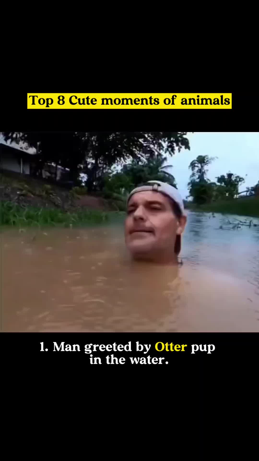 @Animal tok 🐅🦁🦊