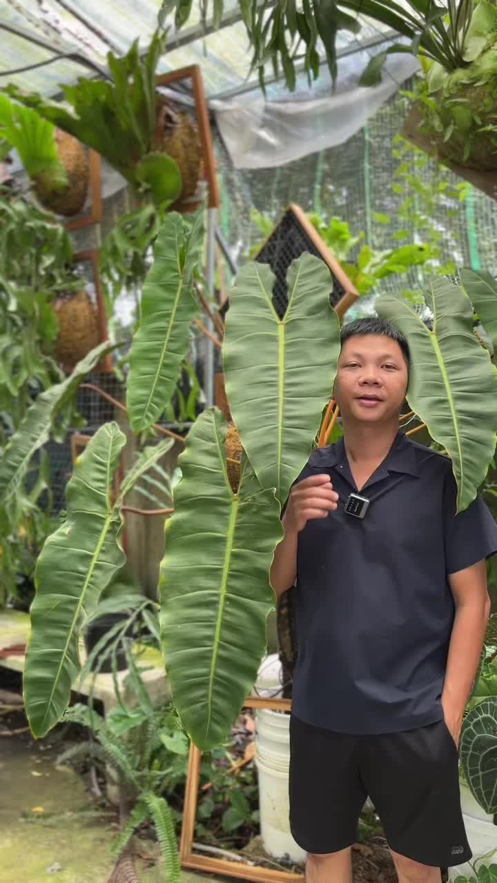 @Huy Kiểng L&aacute;