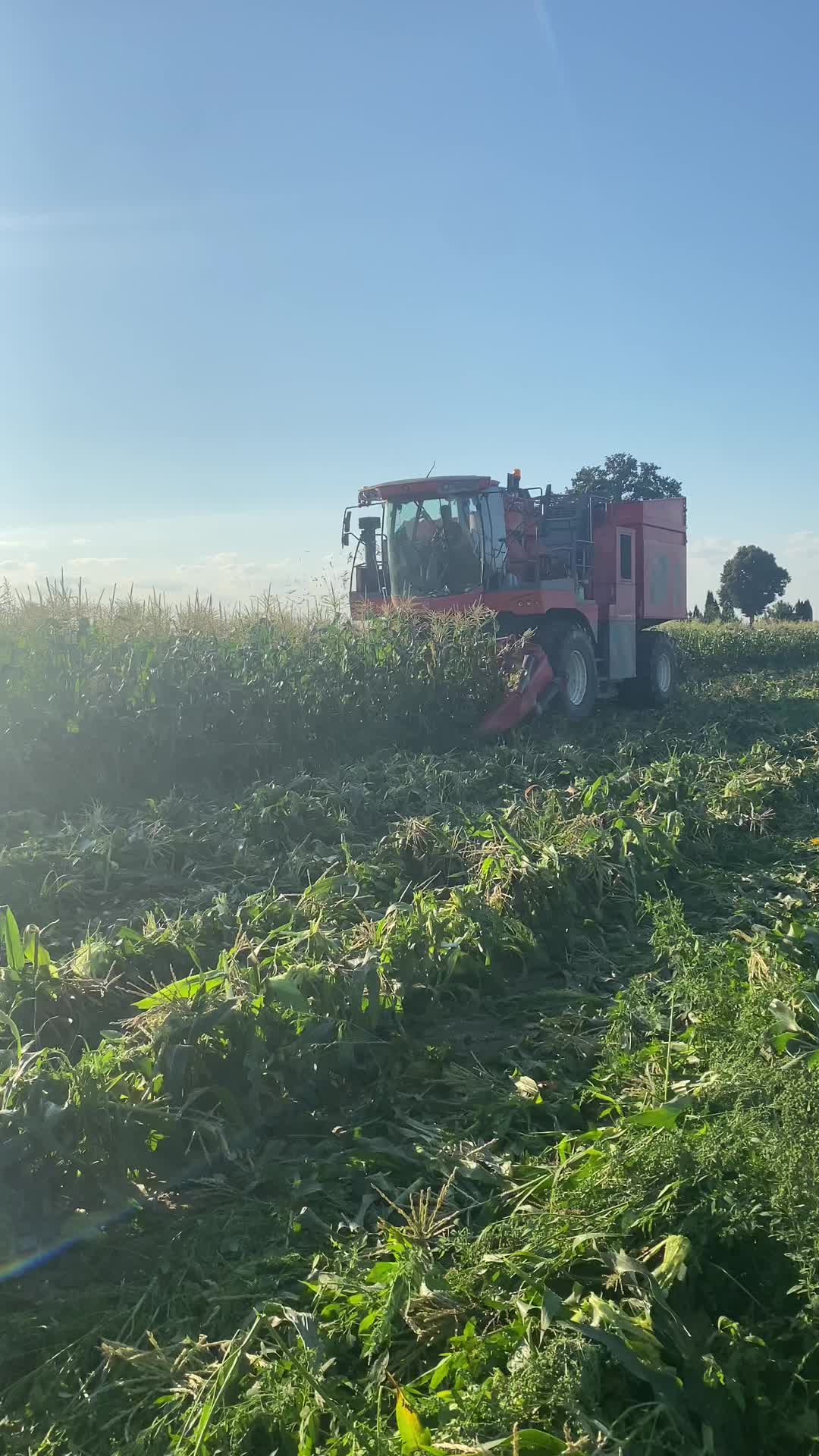 @Ćwikła agro