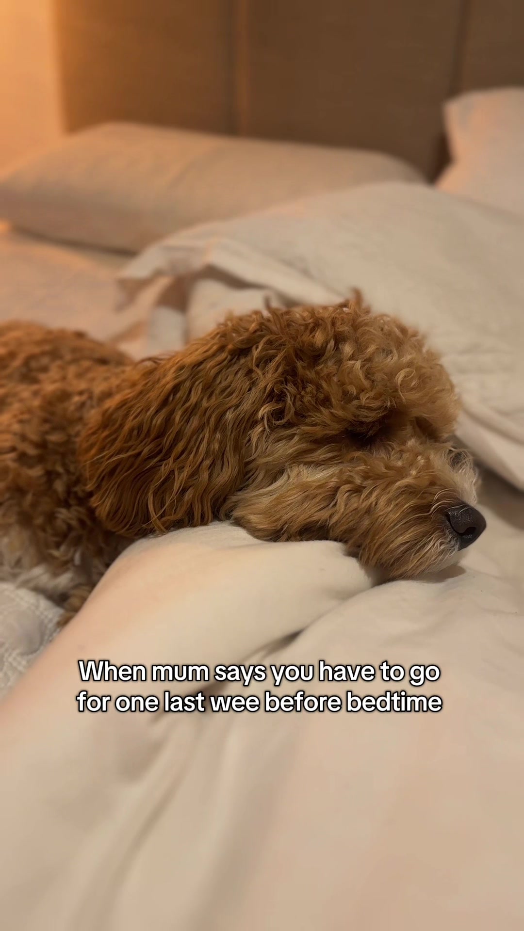@Rosco & His Humans ๐พ๐ ๐ฉต