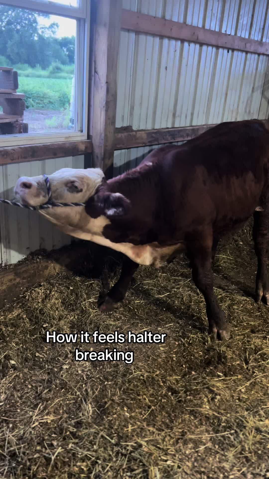 @Sylvia🐄