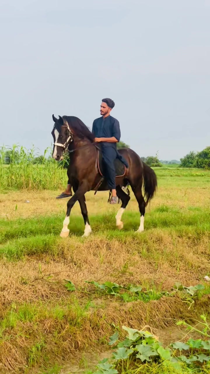 @Ch Hammad bokan &hearts;️🐎