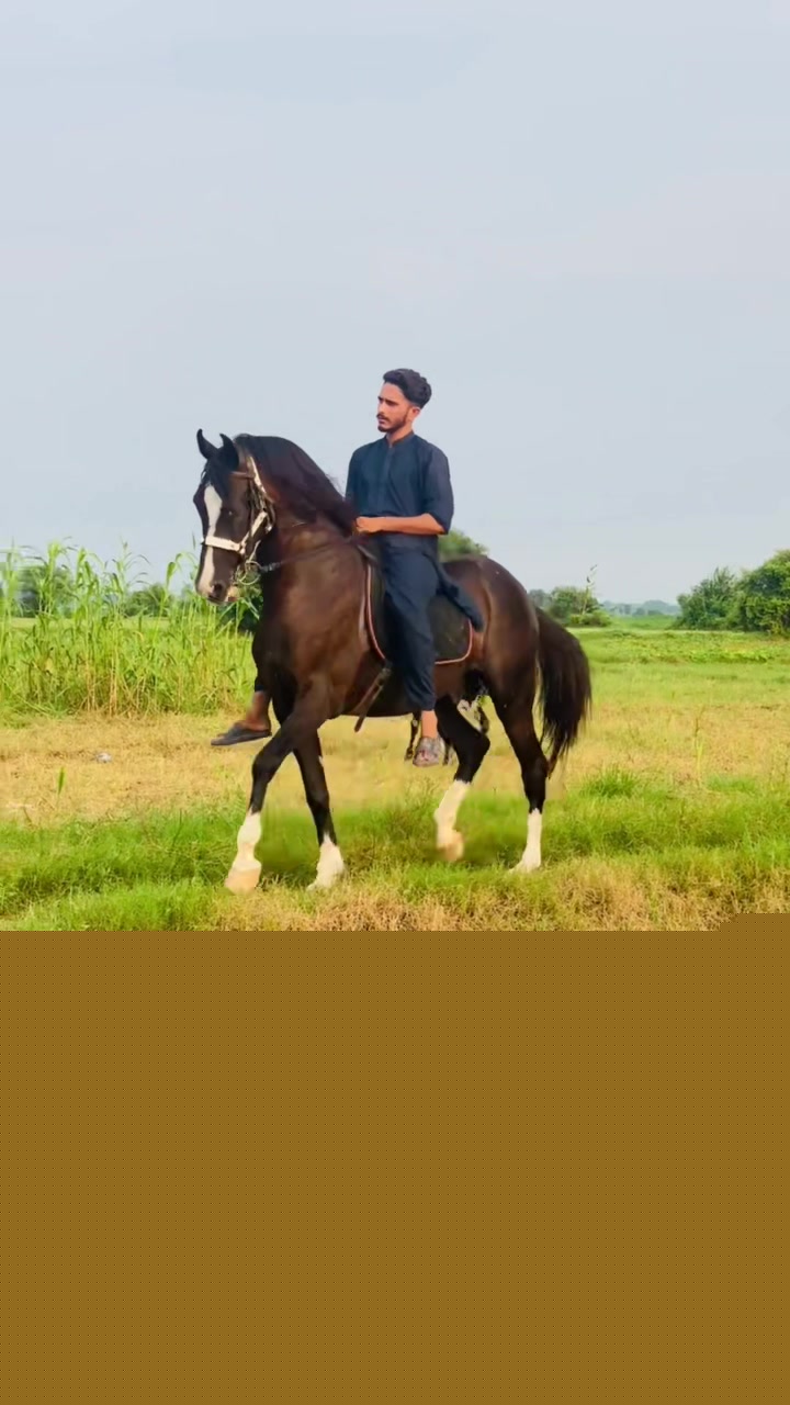 @Ch Hammad bokan &hearts;️🐎