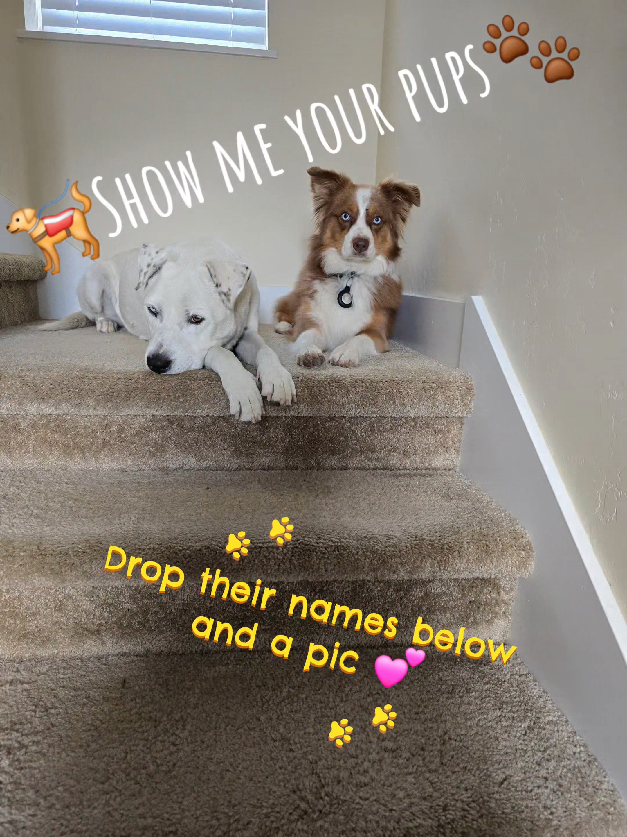 @alli