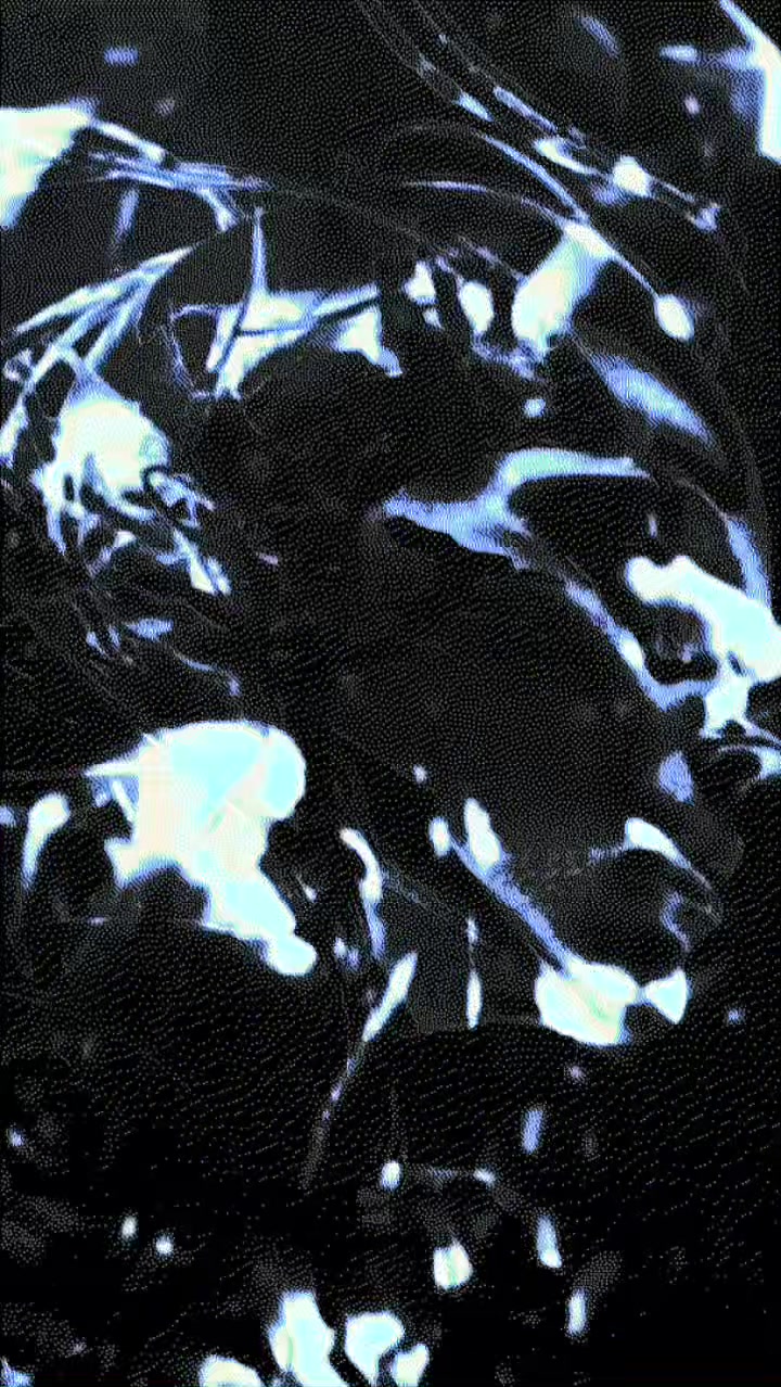 @shxde
