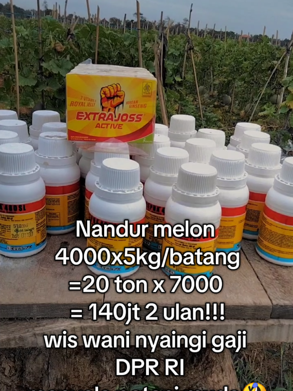 @syamsul_hadi7