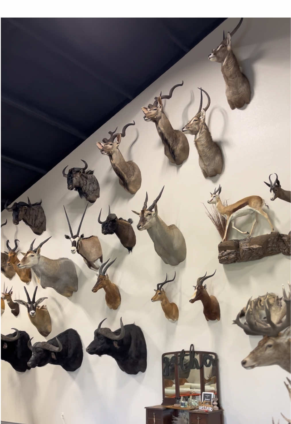 @Safari Studios