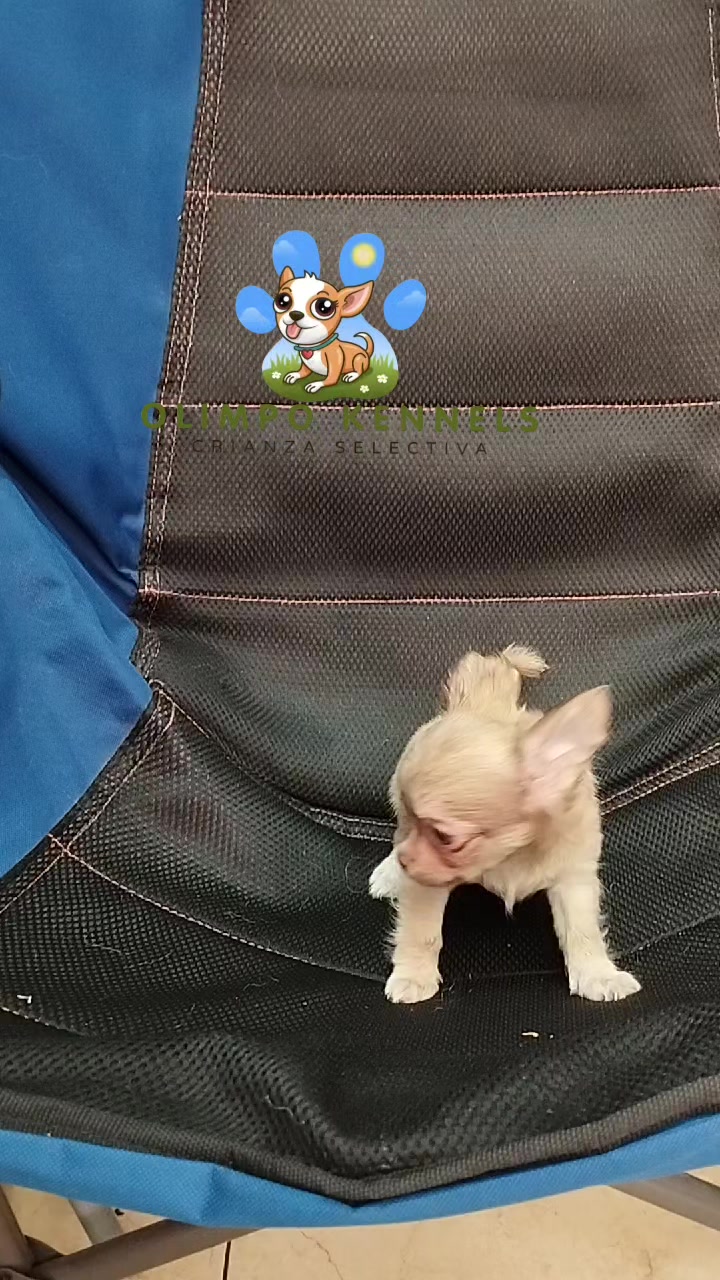 @olimpokennels