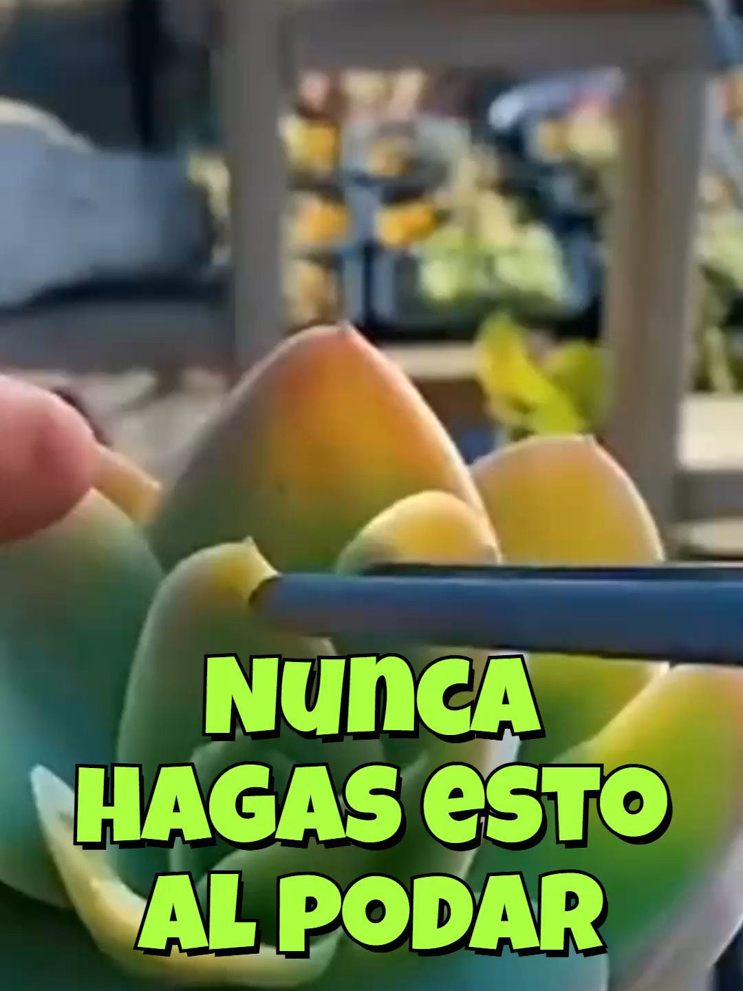 @Cactus y Suculentas