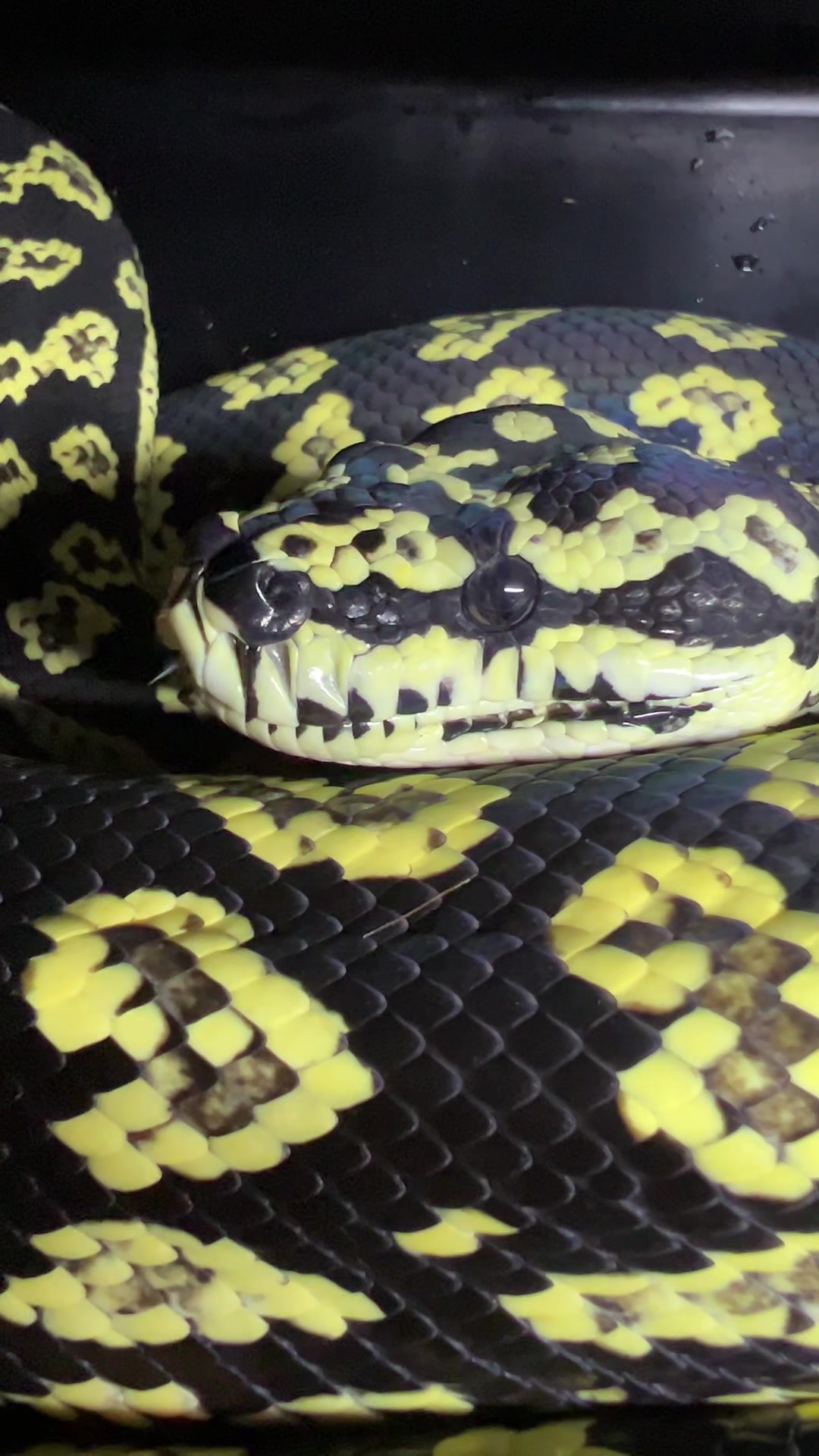 @rileys_reptiles