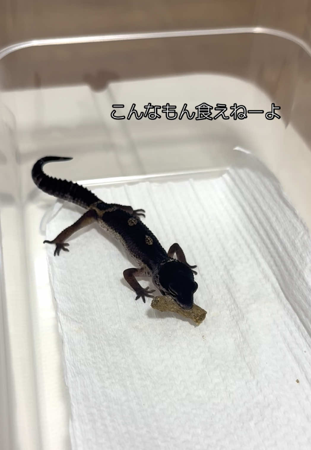@なな🕊️つばき