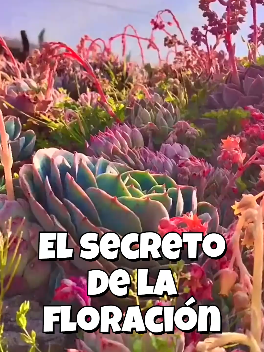 @Cactus y Suculentas
