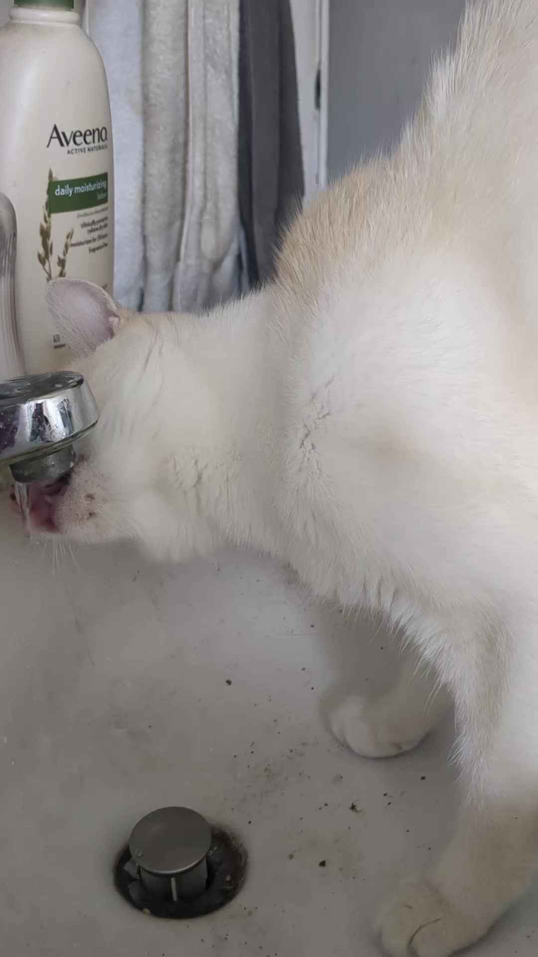 @some cats and their mama