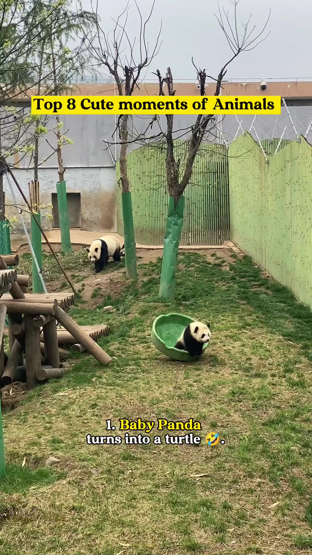 @Animal tok 🐅🦁🦊