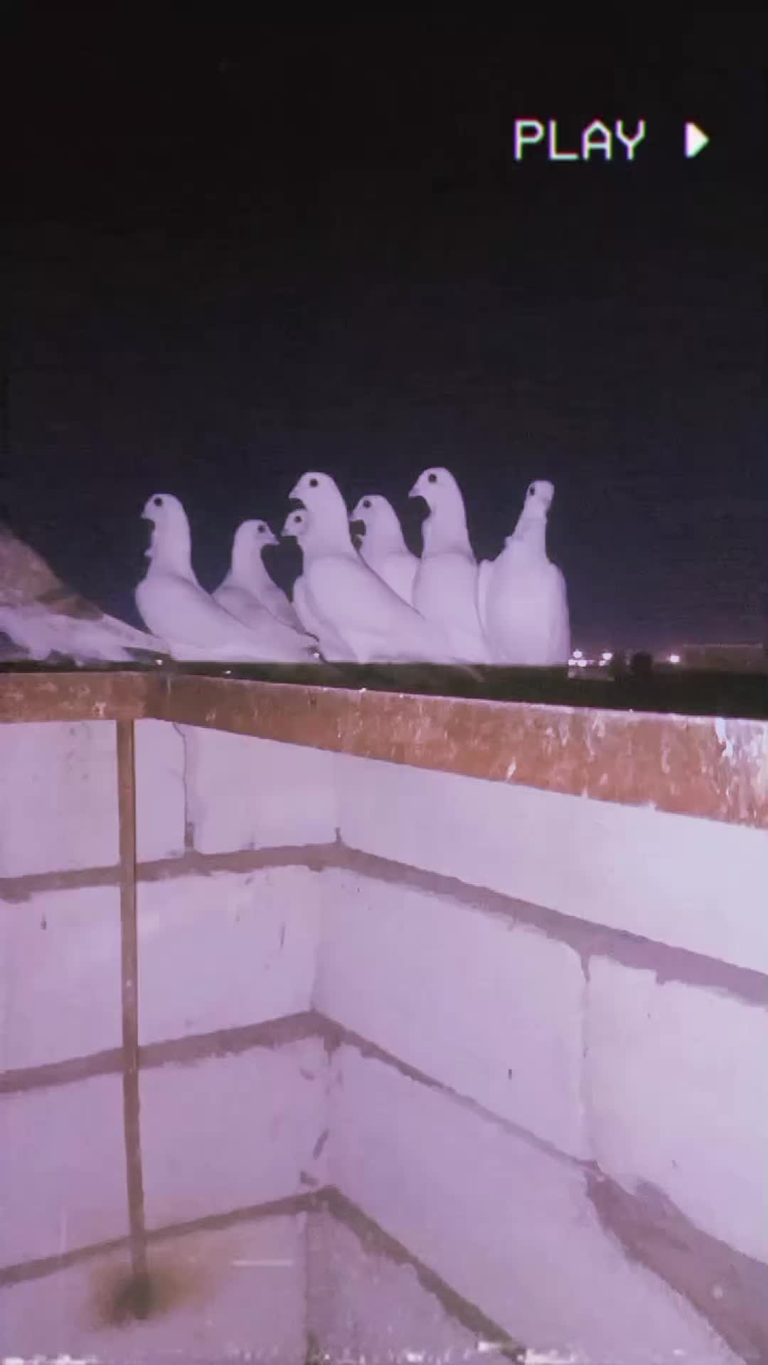 @الہٰٖسہٰٖلہٰٖفہٰٖر ۦٰٰٰ
