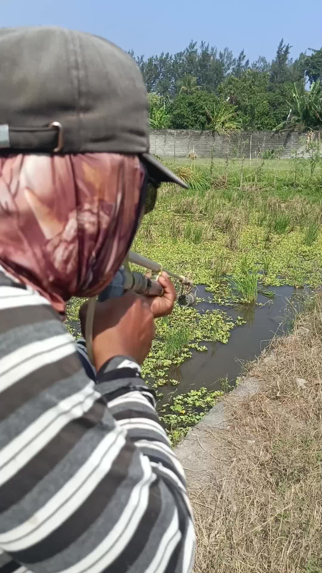 @Suarrez Master Kangkung