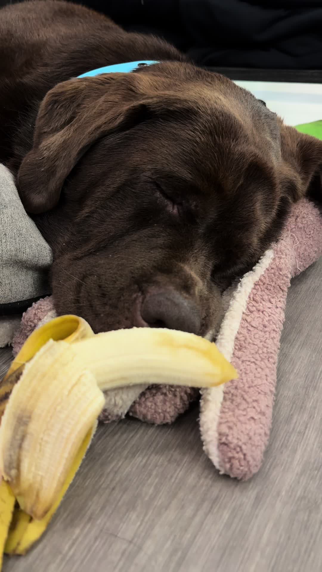 @the_lab_millie