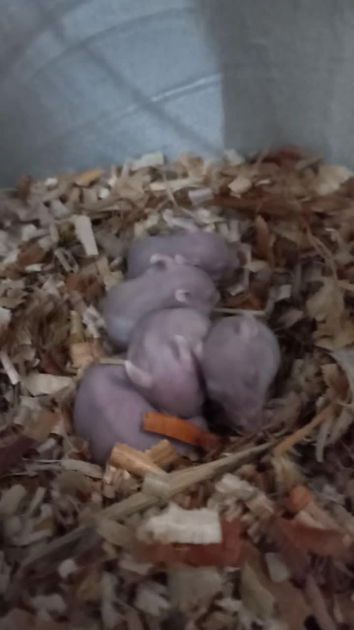 @Hamsterfiles