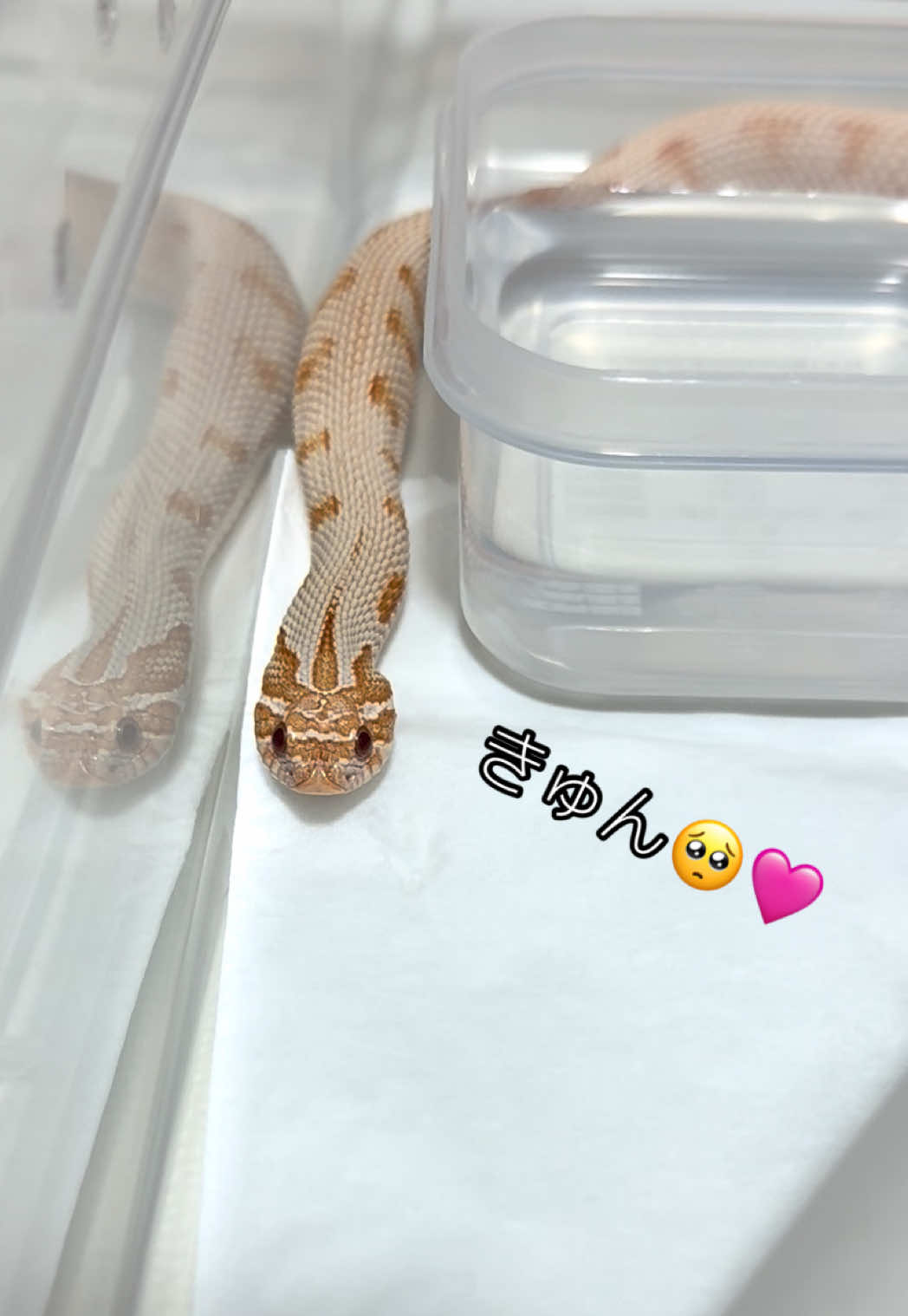@なな🕊️つばき