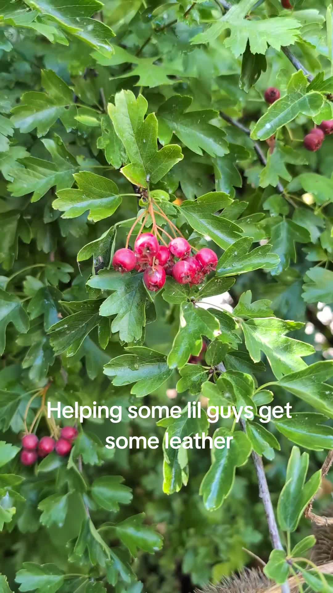 @natemezz