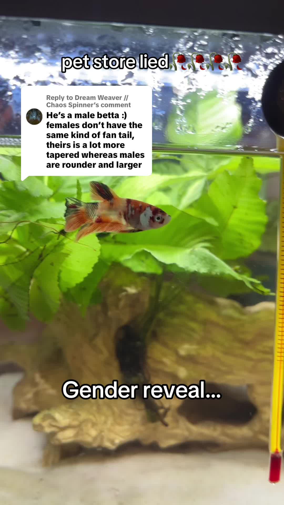 @betta fish