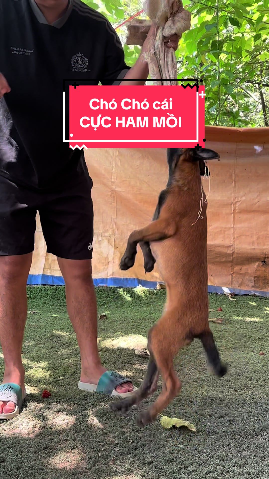 @Hồng long bi&ecirc;n malinois