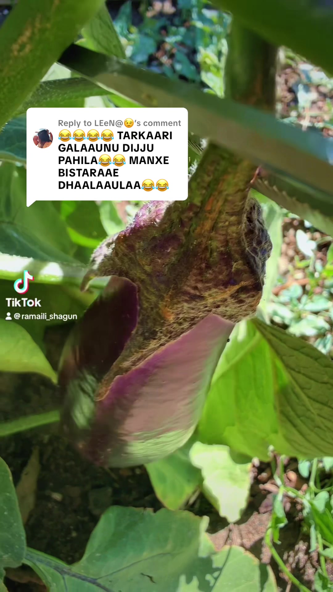 @ramaili_shagun