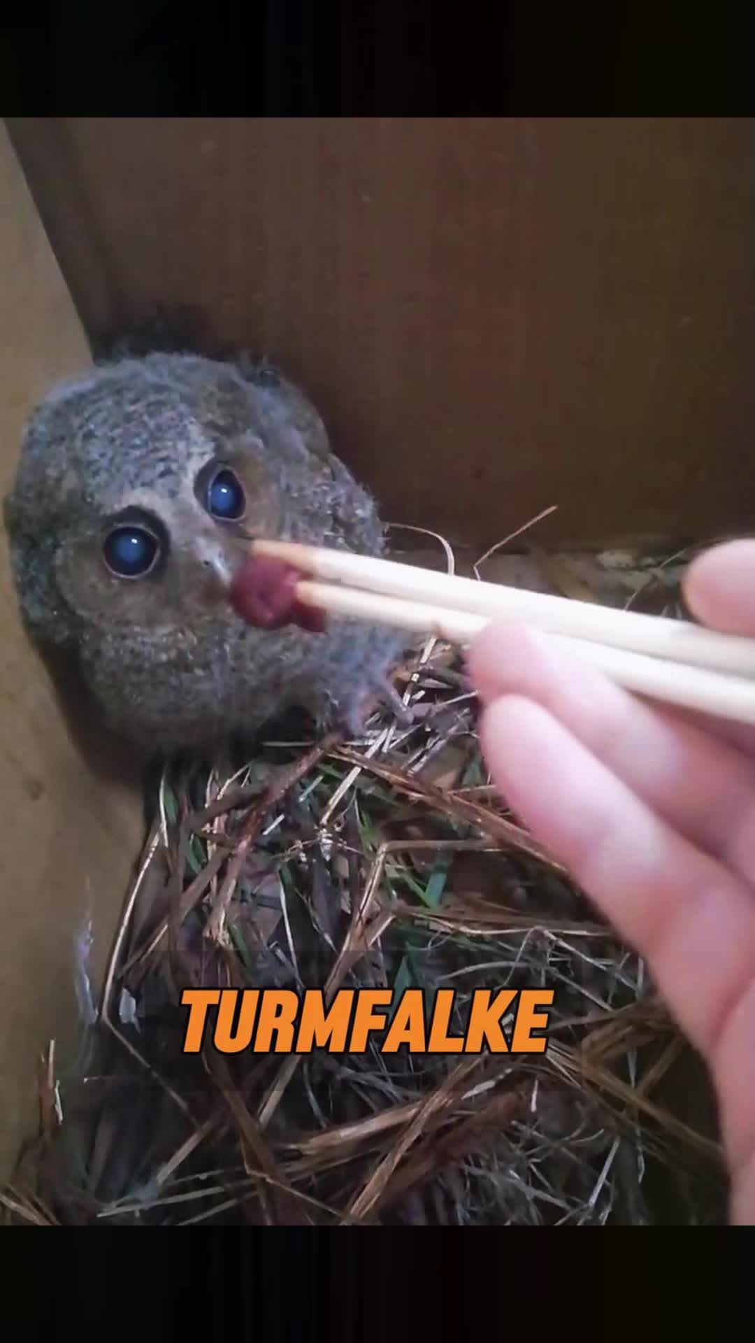 @toto_tier