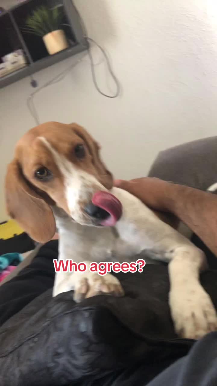 @Adventures of sky the beagle
