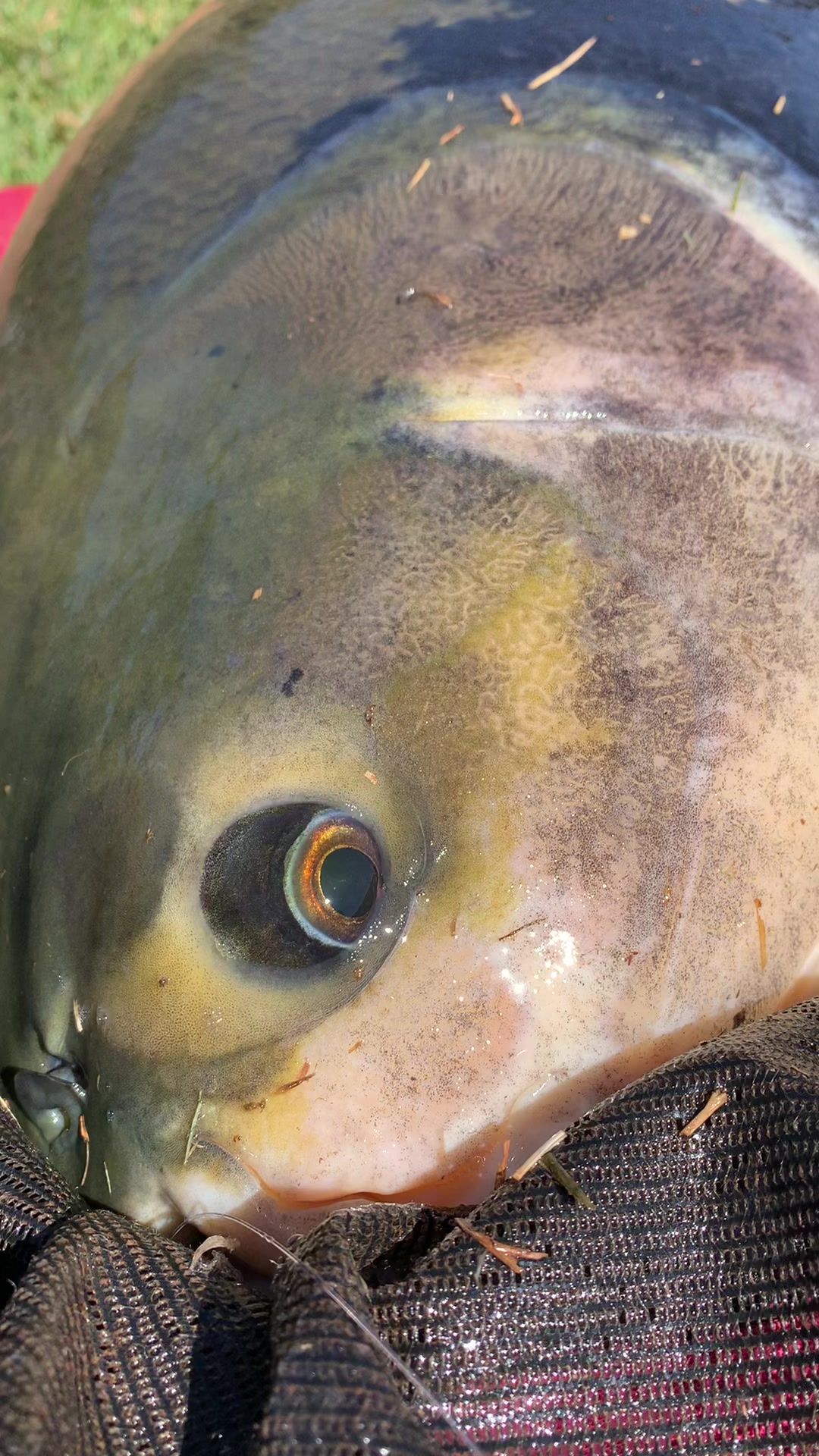 @Dimex Pescador