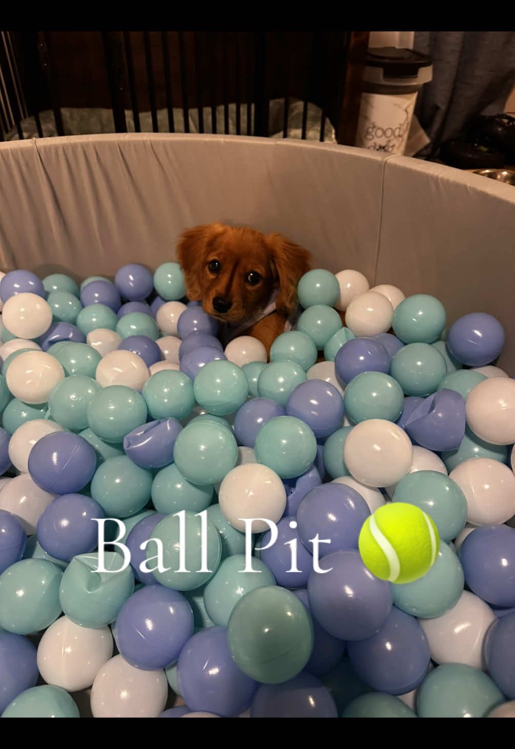 @Sage | Mini Golden Retriever