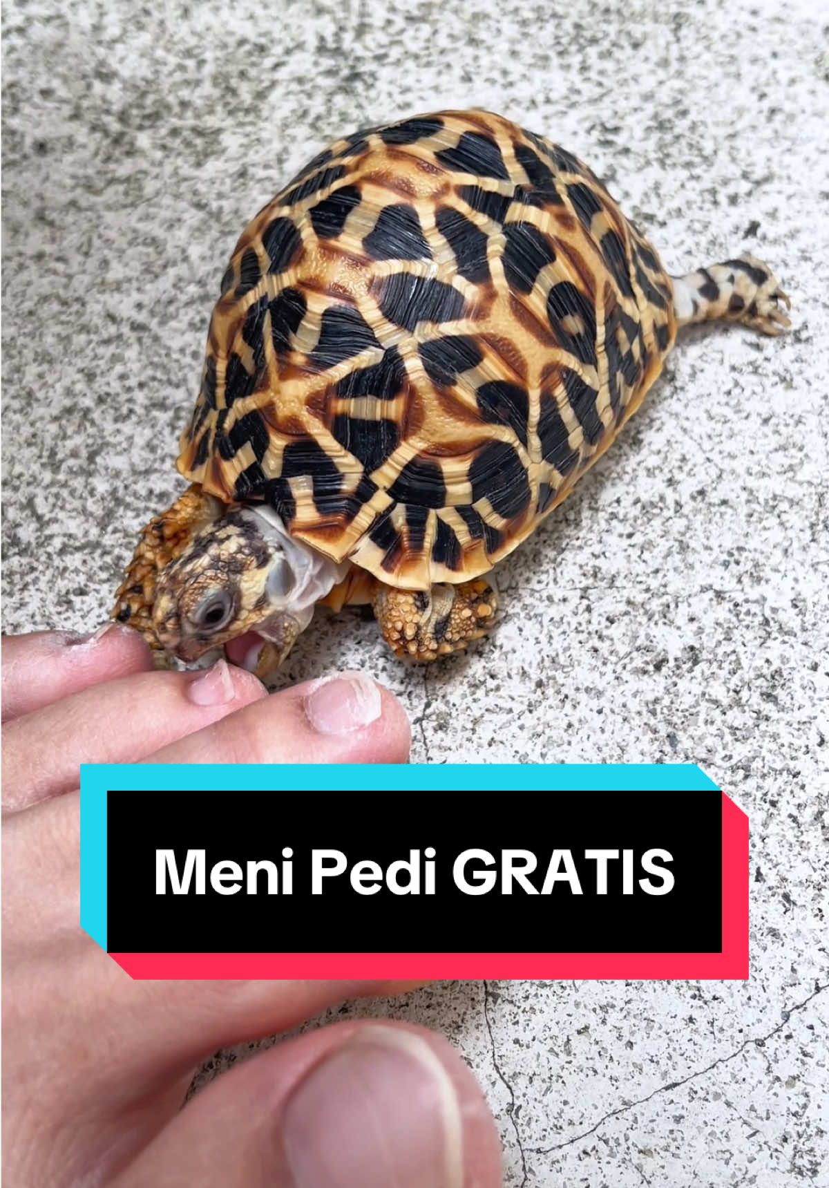 @Tortoisesworld