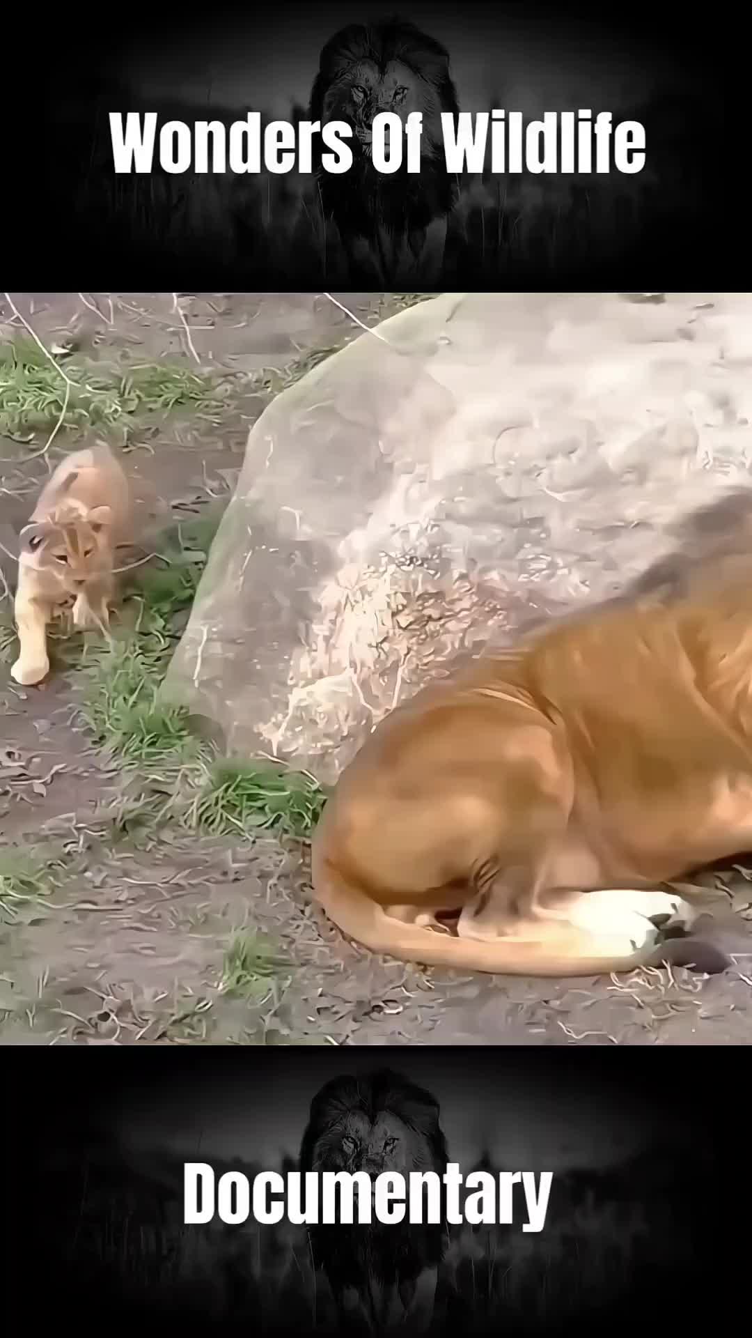 @𝐀𝐧𝐢𝐦𝐚𝐥𝐬 𝐋𝐢𝐟𝐞