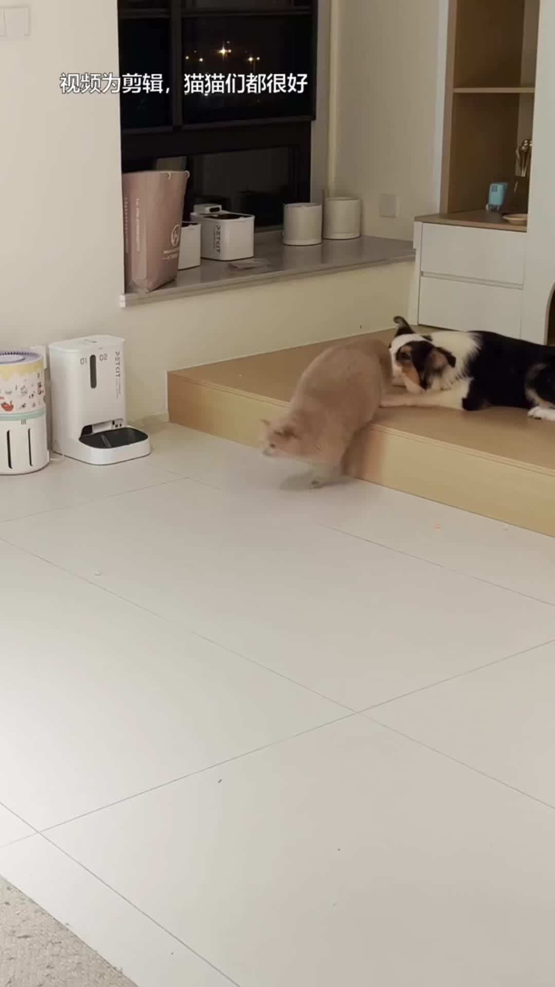 @🤣Cute Funny Pets🤣
