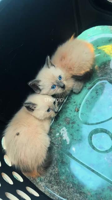 @cleochanelthebengal