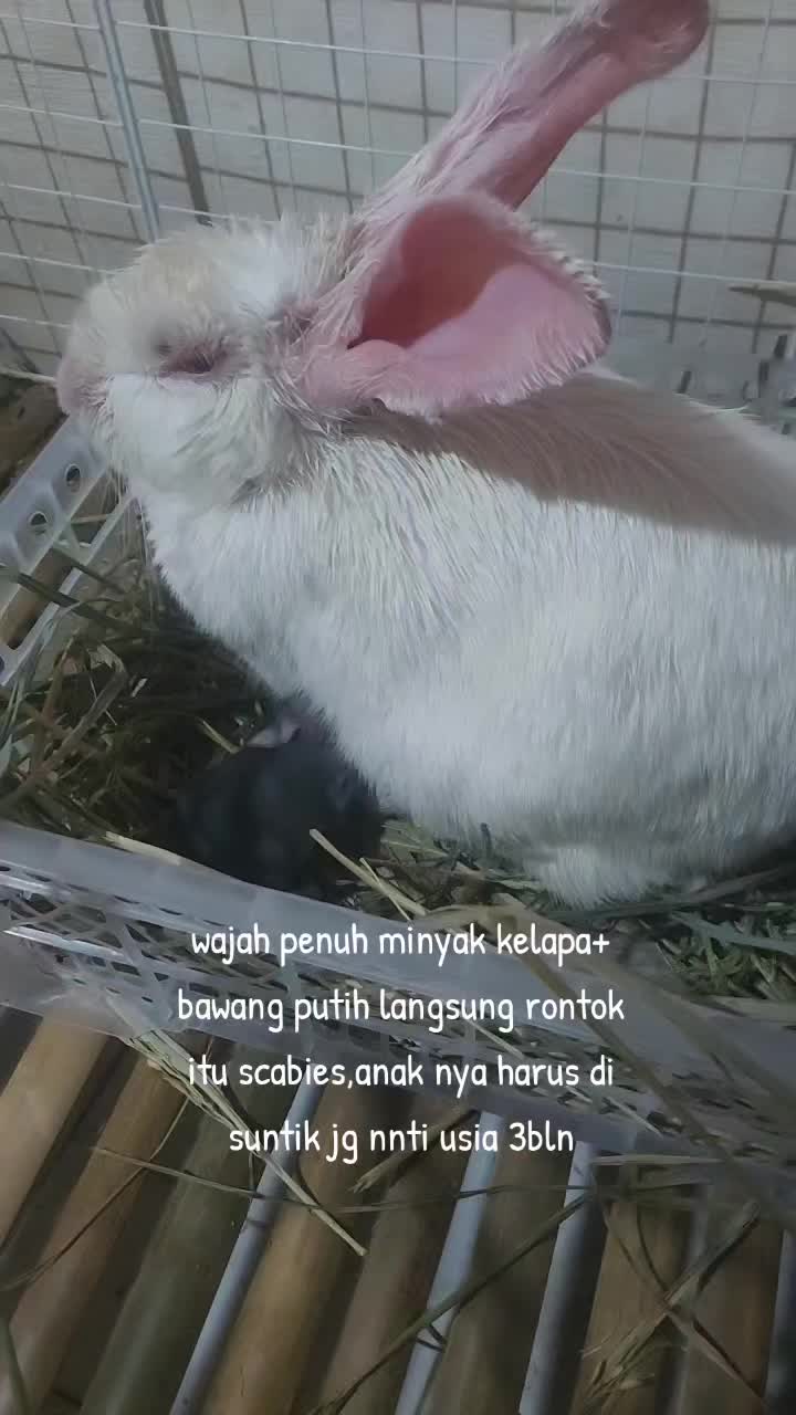 @Cileunyi Rabbit