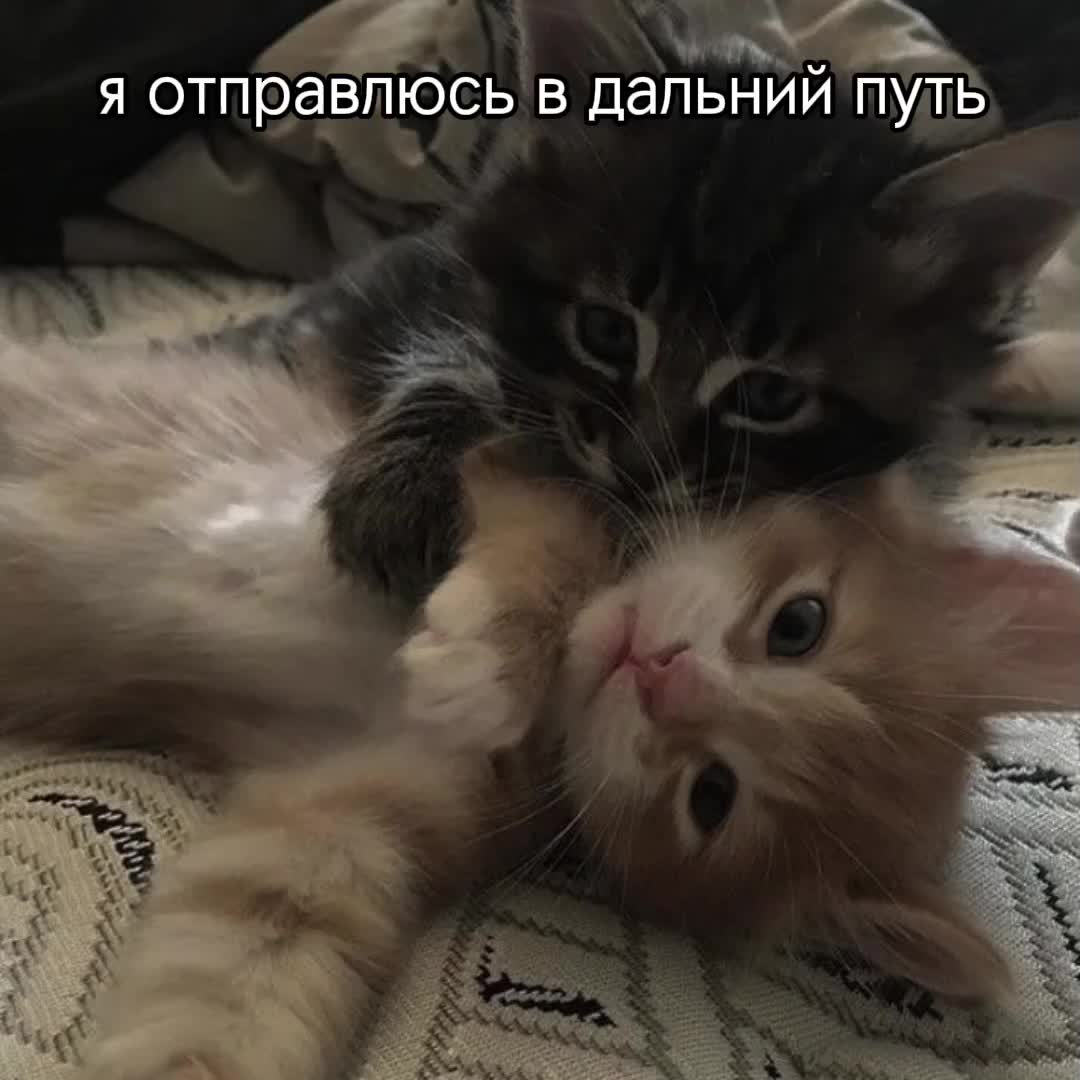 @хлебец 🧀🧀
