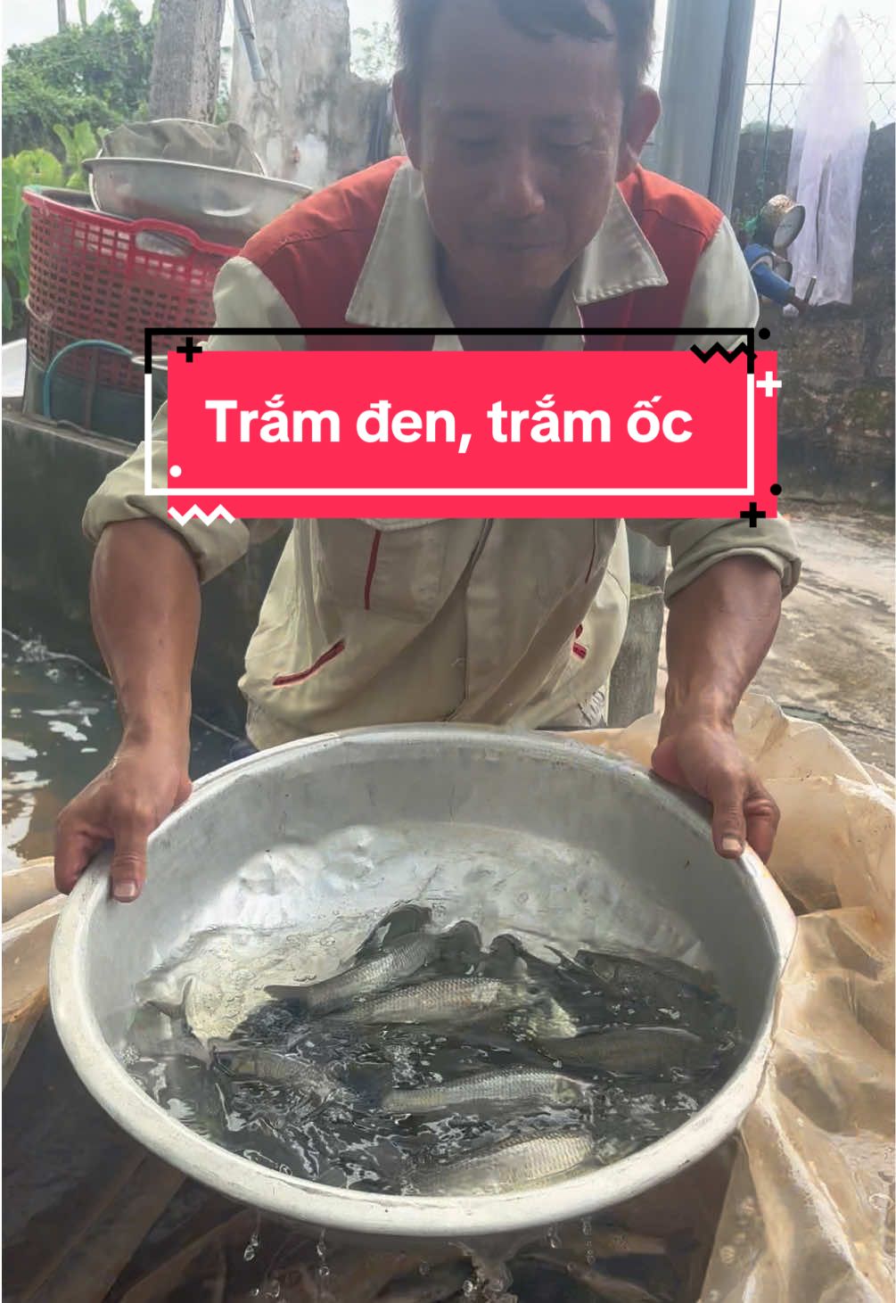 @Trại C&aacute; Giống Quang L&acirc;m