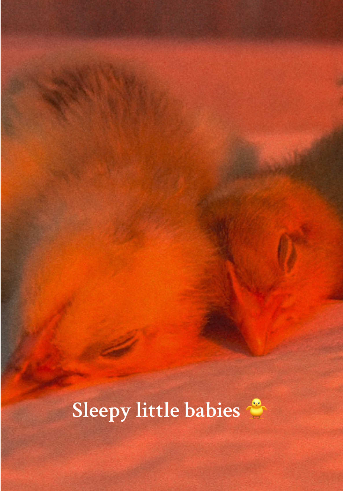 @Heavenly_Homestead
