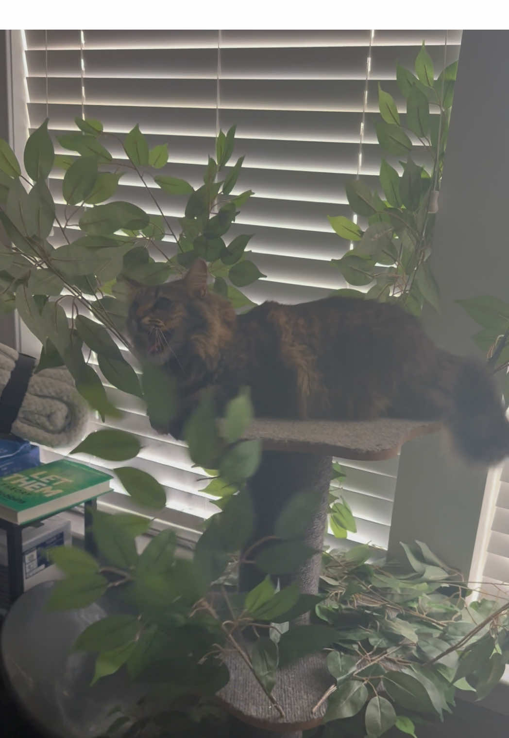@RoxySnowballCatDrama