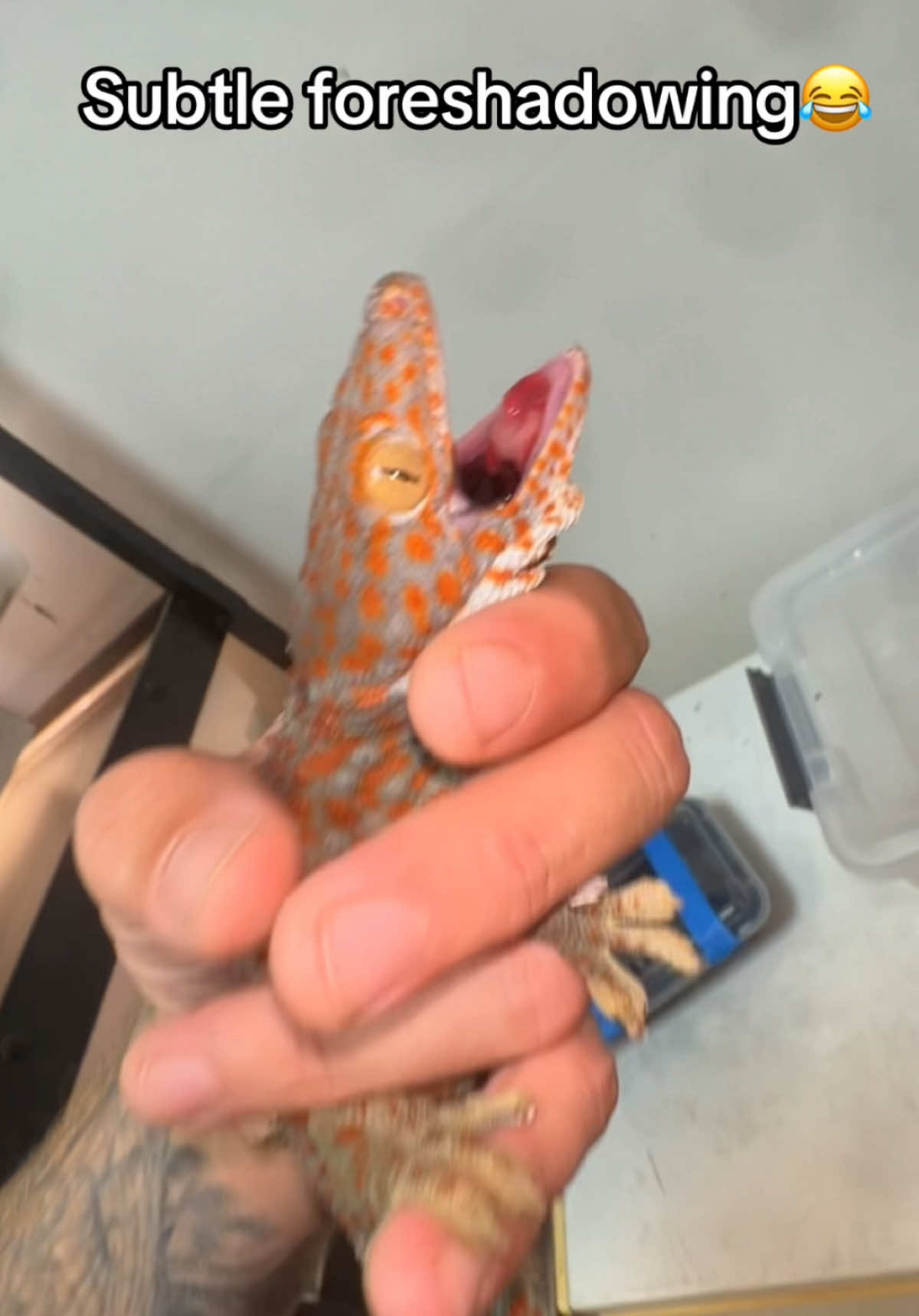 @animalsgonewildd
